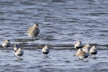 チュウシャクシギ ふなばし三番瀬海浜公園 2024年4月19日(金)