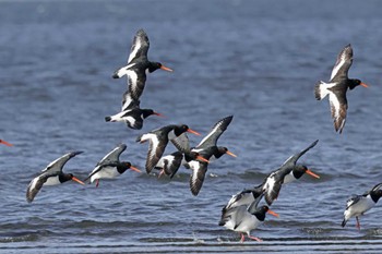 Eurasian Oystercatcher Sambanze Tideland Fri, 4/19/2024