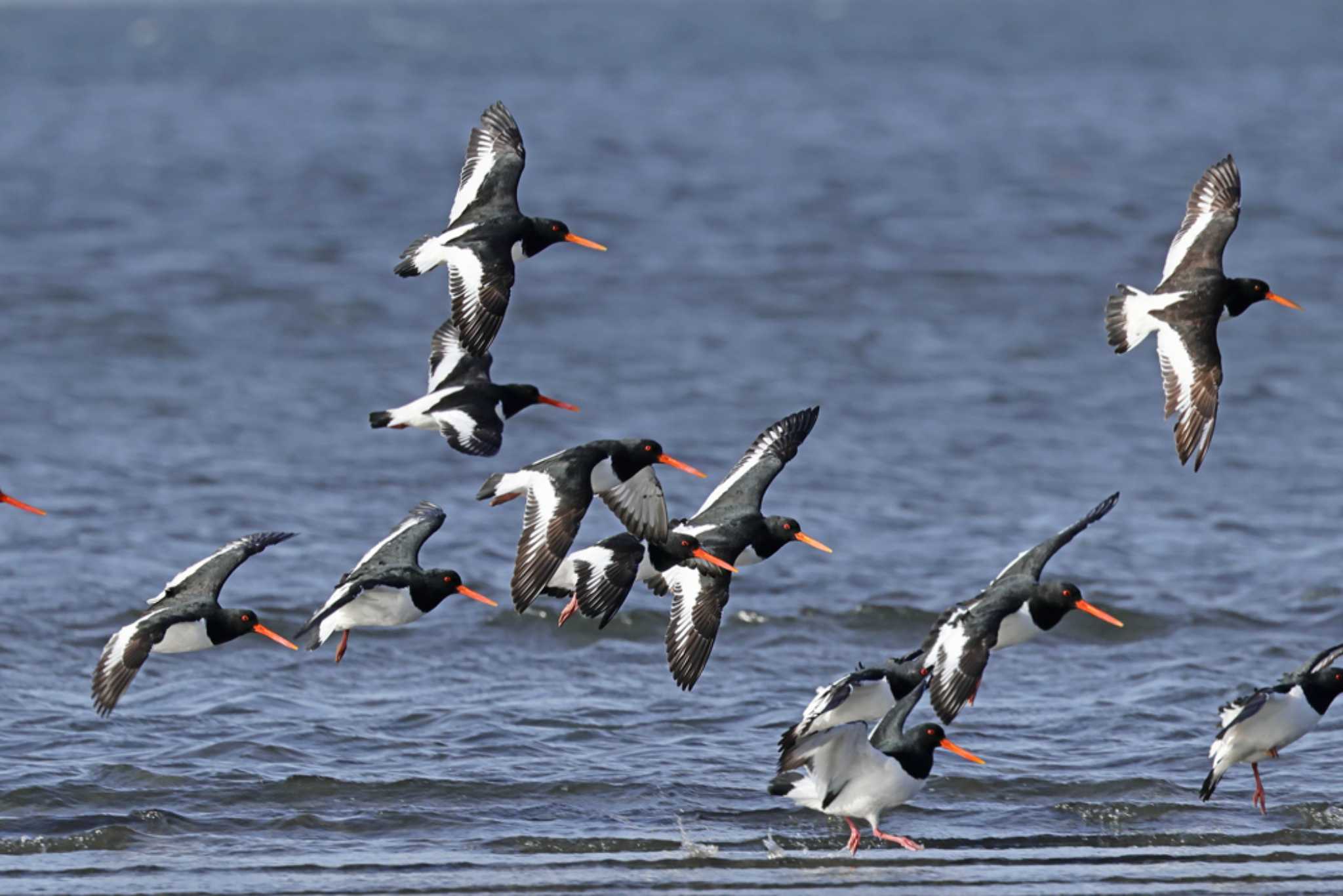 Eurasian Oystercatcher