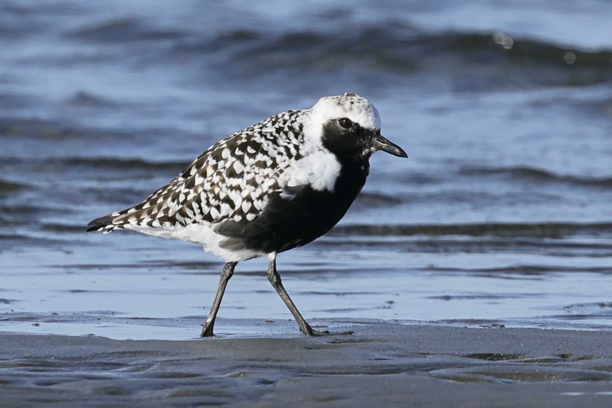 Photo of Grey Plover at Sambanze Tideland by yasu