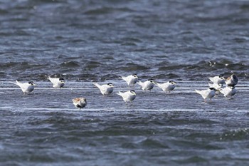 コアジサシ ふなばし三番瀬海浜公園 2024年4月19日(金)