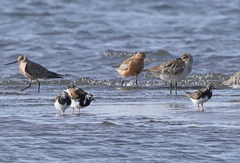 キョウジョシギ ふなばし三番瀬海浜公園 2024年4月19日(金)