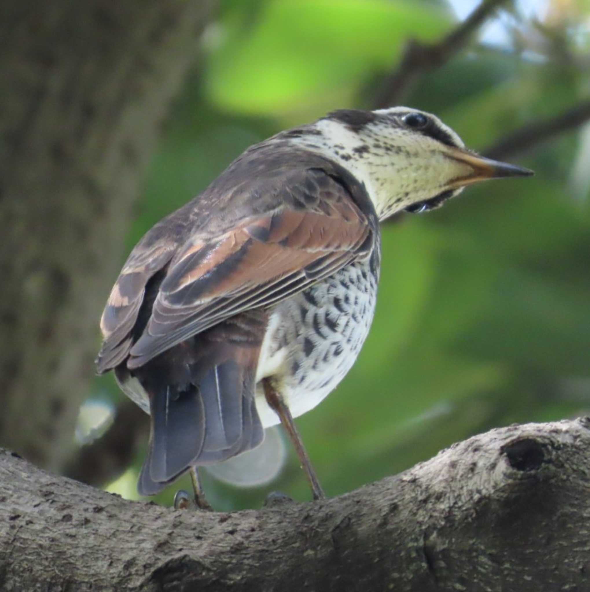 Photo of Dusky Thrush at 野鳥の池 by 生き物好きのY