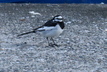 Japanese Wagtail Unknown Spots Thu, 12/27/2018