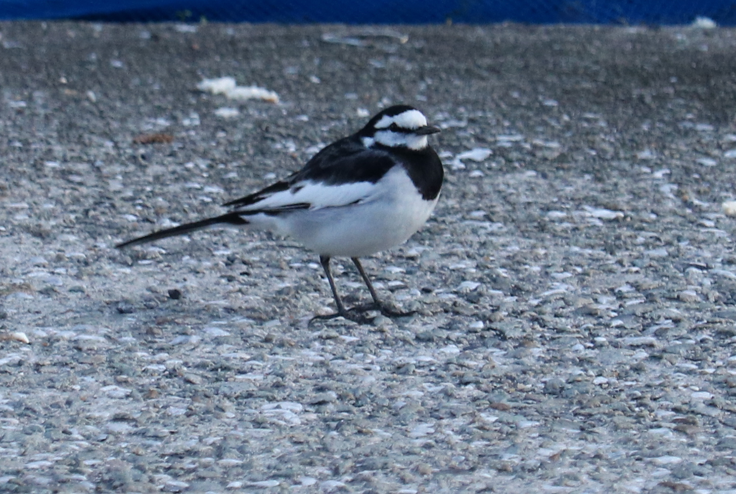 Photo of Japanese Wagtail at  by 吊巣雀