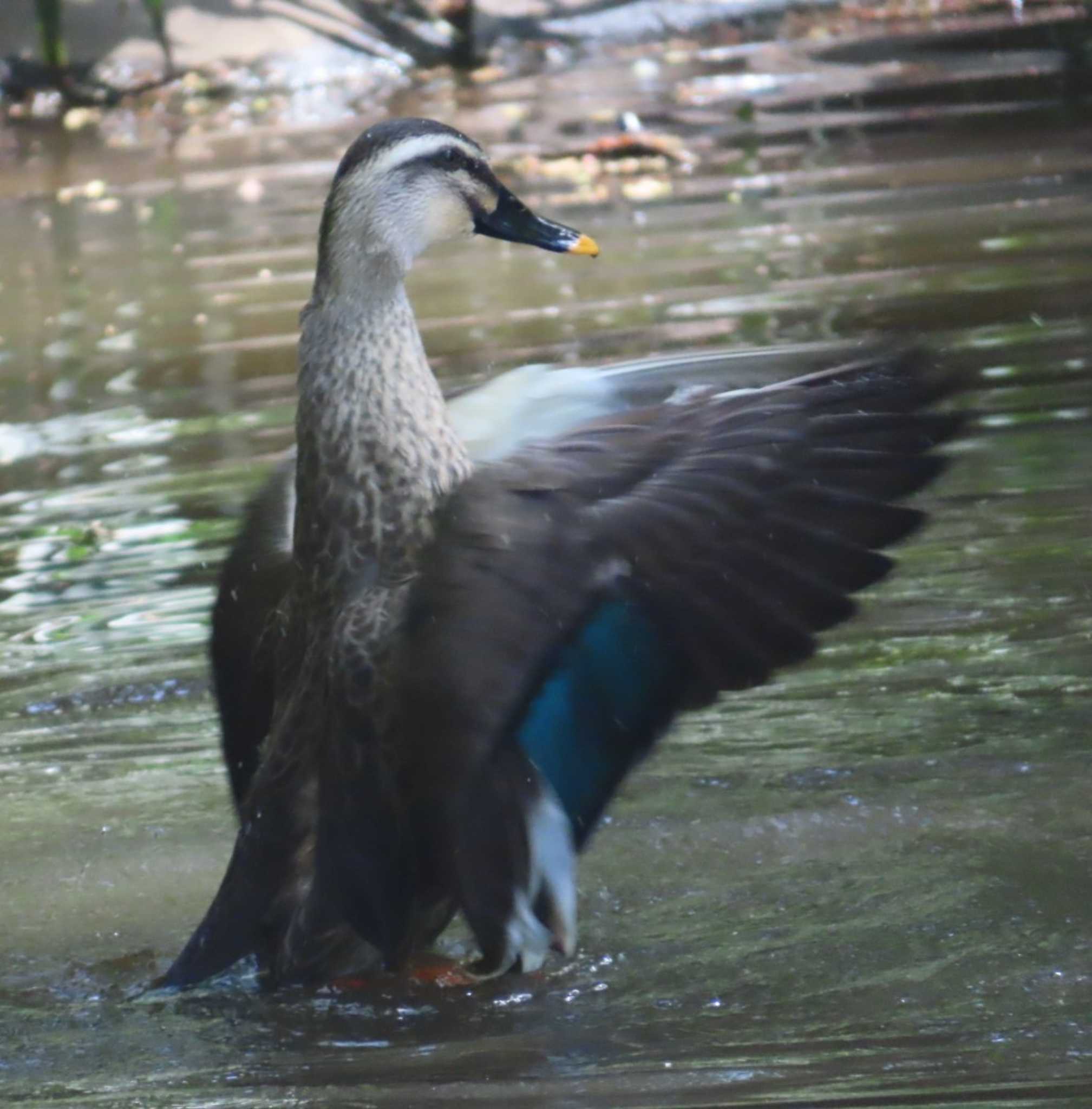 Photo of Eastern Spot-billed Duck at 野鳥の池