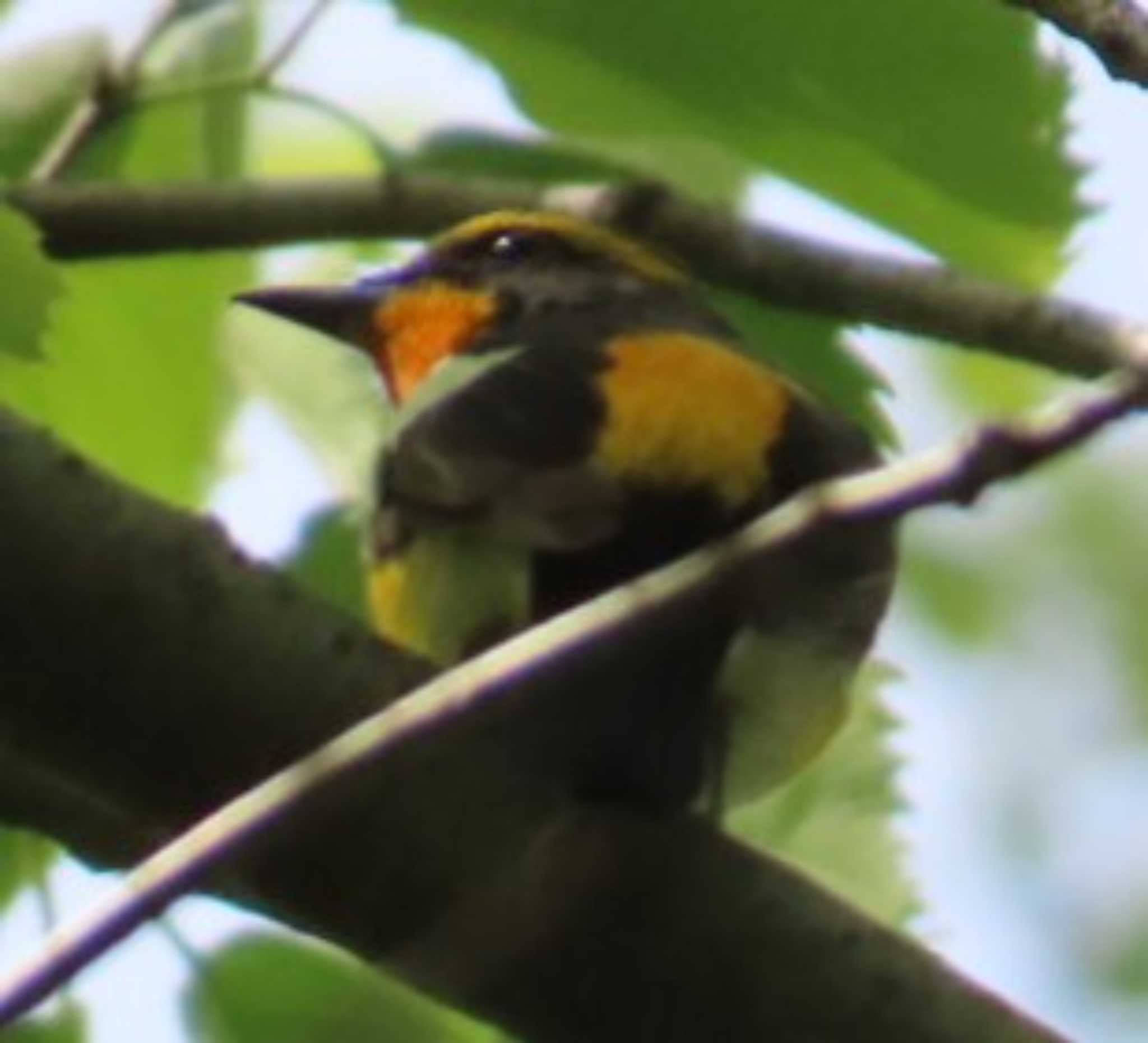 Photo of Narcissus Flycatcher at 野鳥の池 by 生き物好きのY