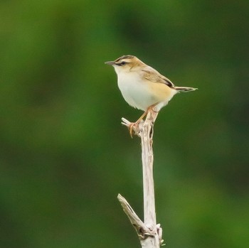 Zitting Cisticola 多摩川 Fri, 4/29/2022