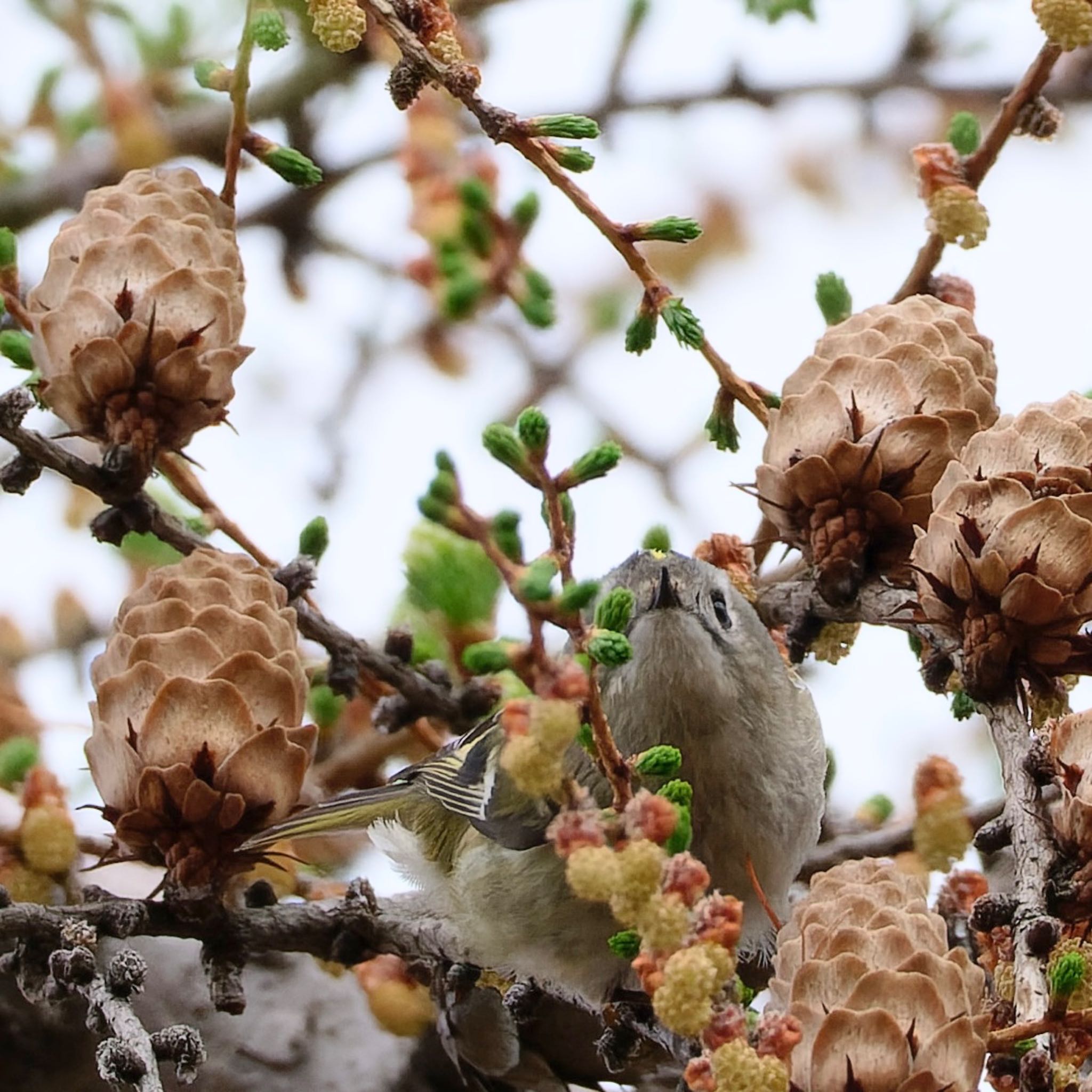 Photo of Goldcrest at Makomanai Park by haha.9535