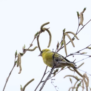 マヒワ 真駒内公園 2024年4月19日(金)