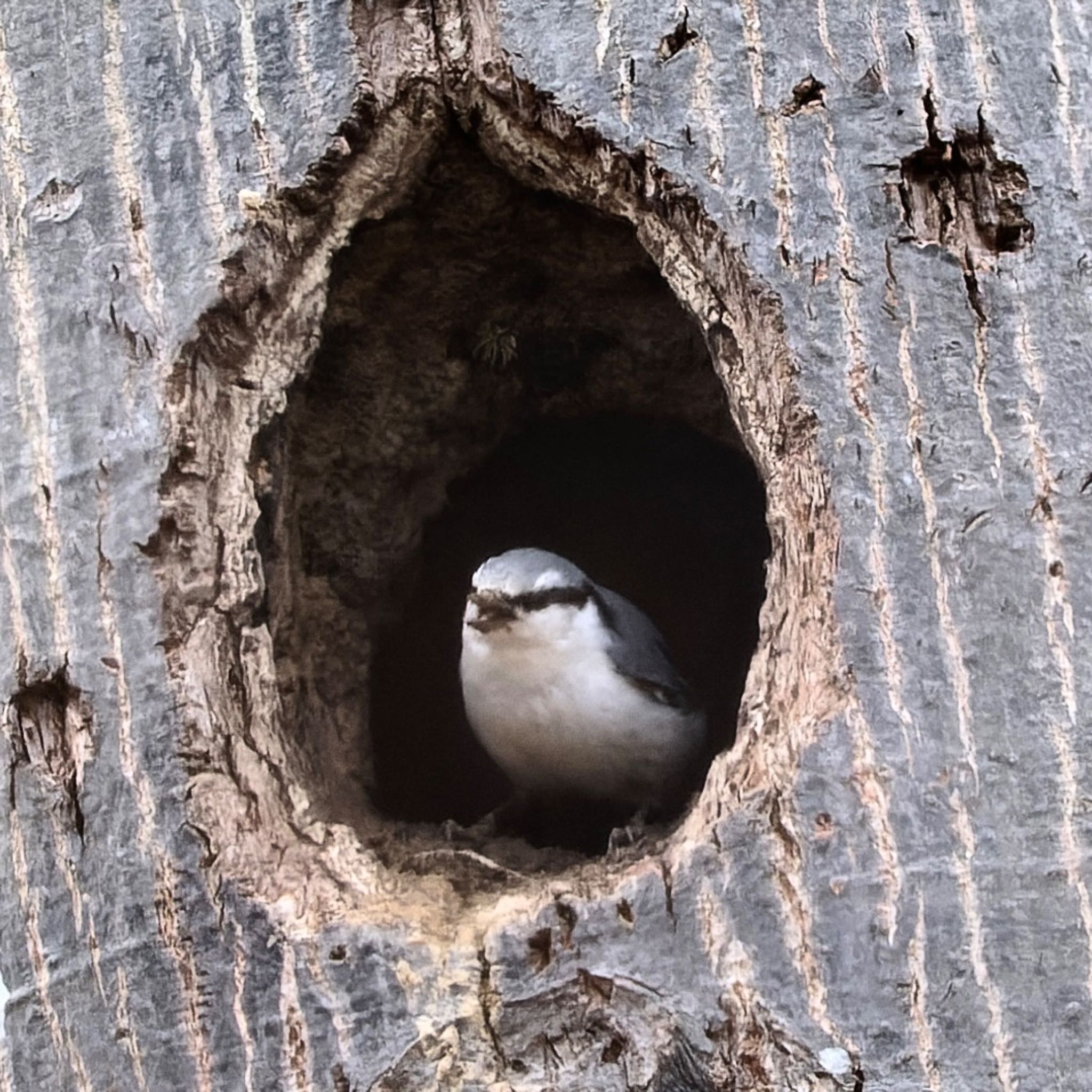 Photo of Eurasian Nuthatch at Makomanai Park by haha.9535