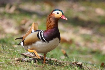 Mandarin Duck 中島公園 Fri, 4/19/2024