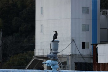 2018年12月27日(木) 紫川の野鳥観察記録