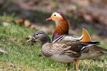 Mandarin Duck 中島公園 Fri, 4/19/2024