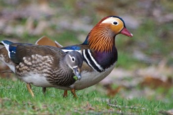 Mandarin Duck 中島公園 Fri, 4/19/2024