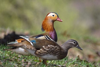 Mandarin Duck 中島公園 Fri, 4/19/2024