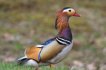 Mandarin Duck 中島公園 Fri, 4/19/2024