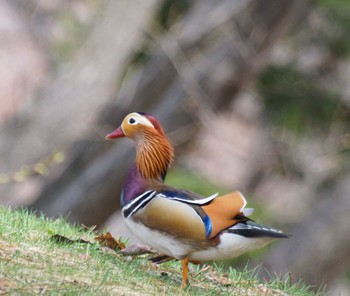 Mandarin Duck 中島公園 Fri, 4/19/2024