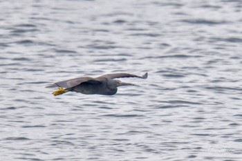 Pacific Reef Heron 真鶴岬 Sat, 4/6/2024