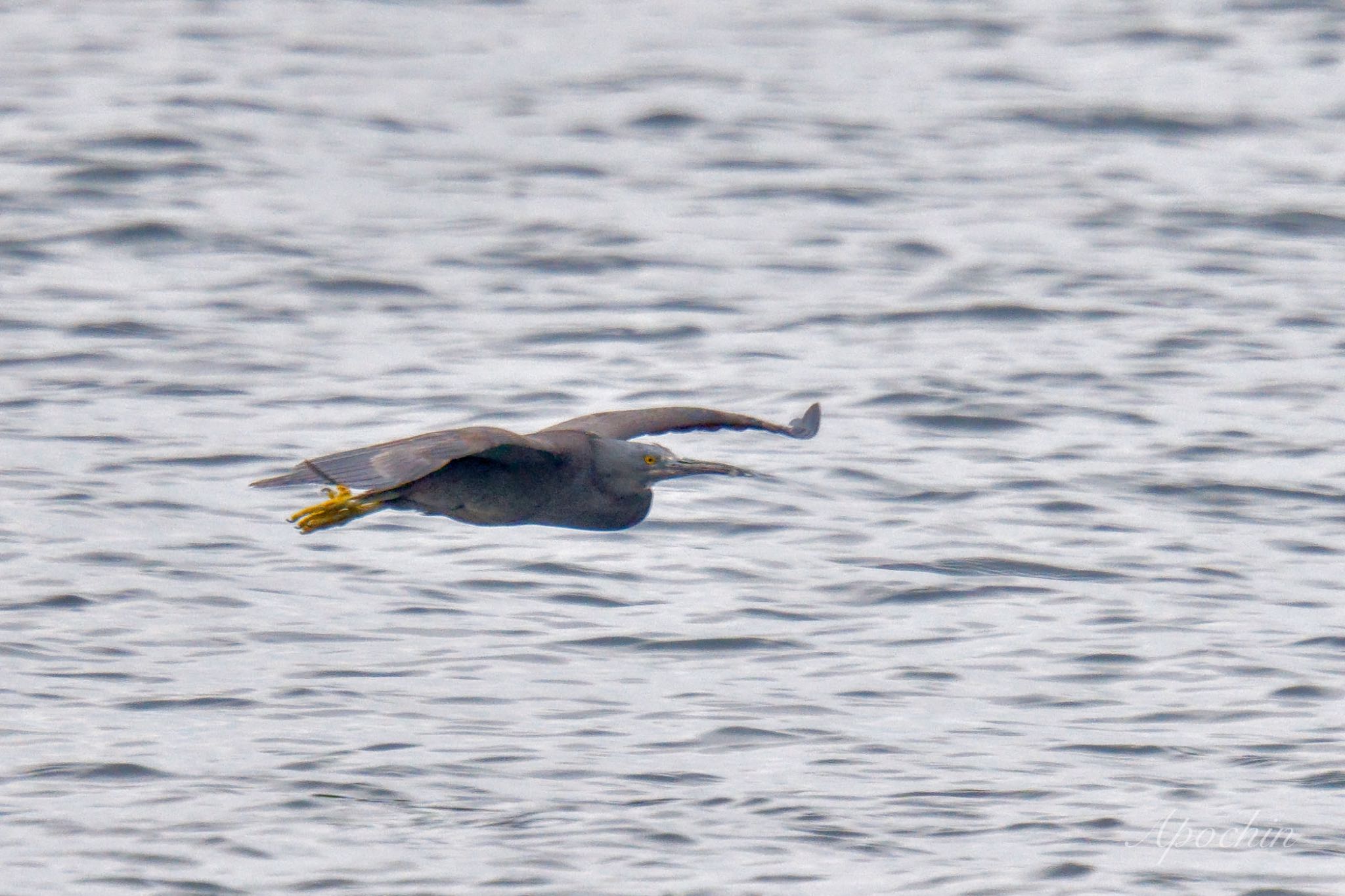 Photo of Pacific Reef Heron at 真鶴岬 by アポちん