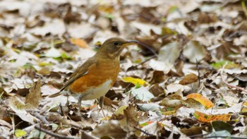 Brown-headed Thrush 大阪市中央区 Thu, 4/18/2024