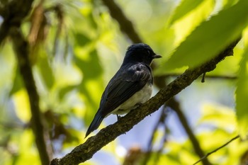 Blue-and-white Flycatcher Akigase Park Fri, 4/19/2024