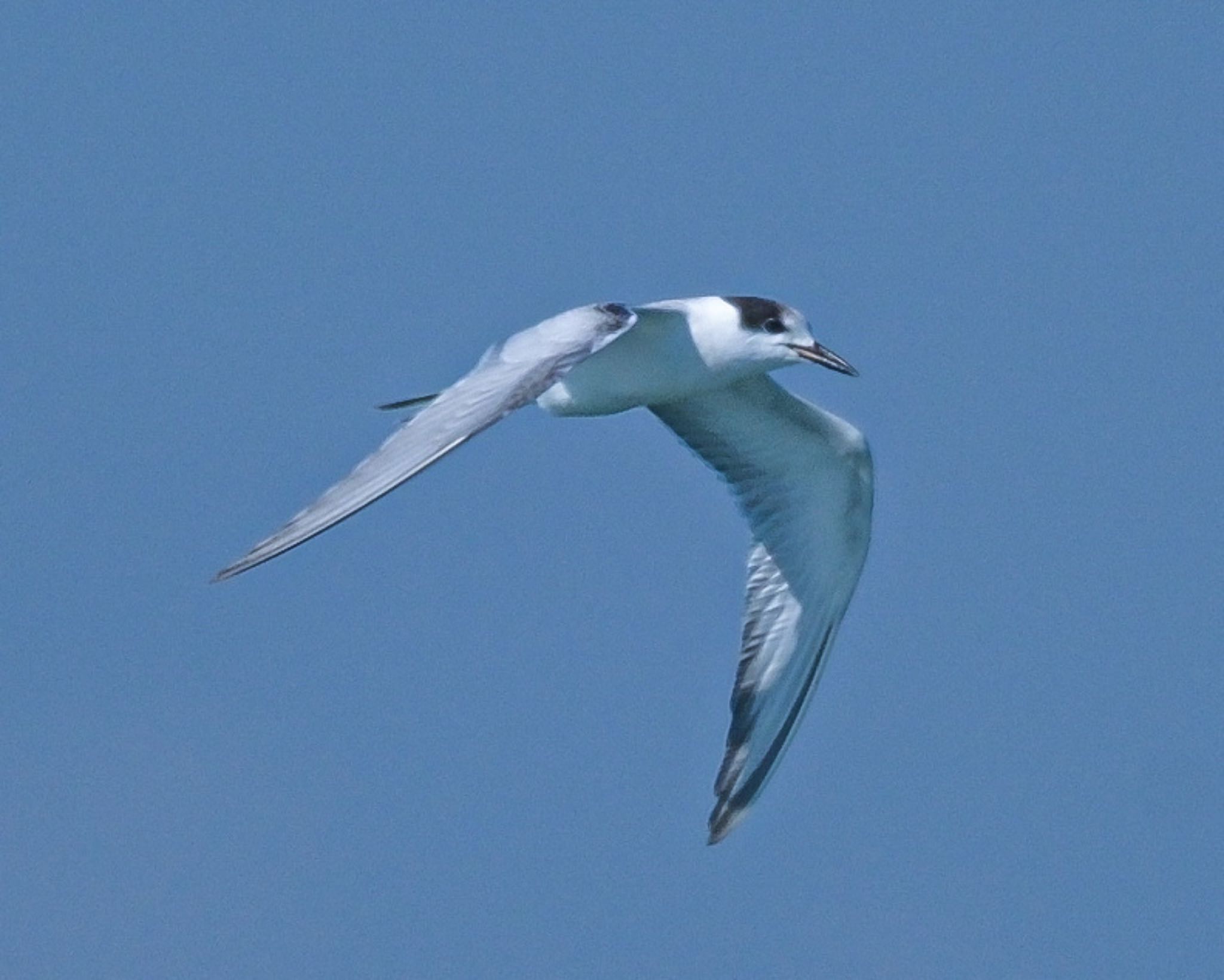 Photo of Common Tern at 宮崎市 by 015