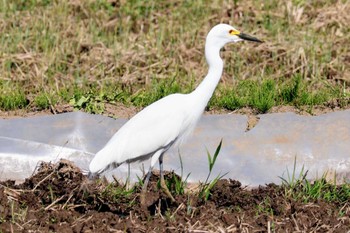 チュウサギ 北総花の丘公園 2024年4月17日(水)