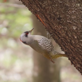 Japanese Green Woodpecker 滝沢森林公園 Thu, 4/18/2024