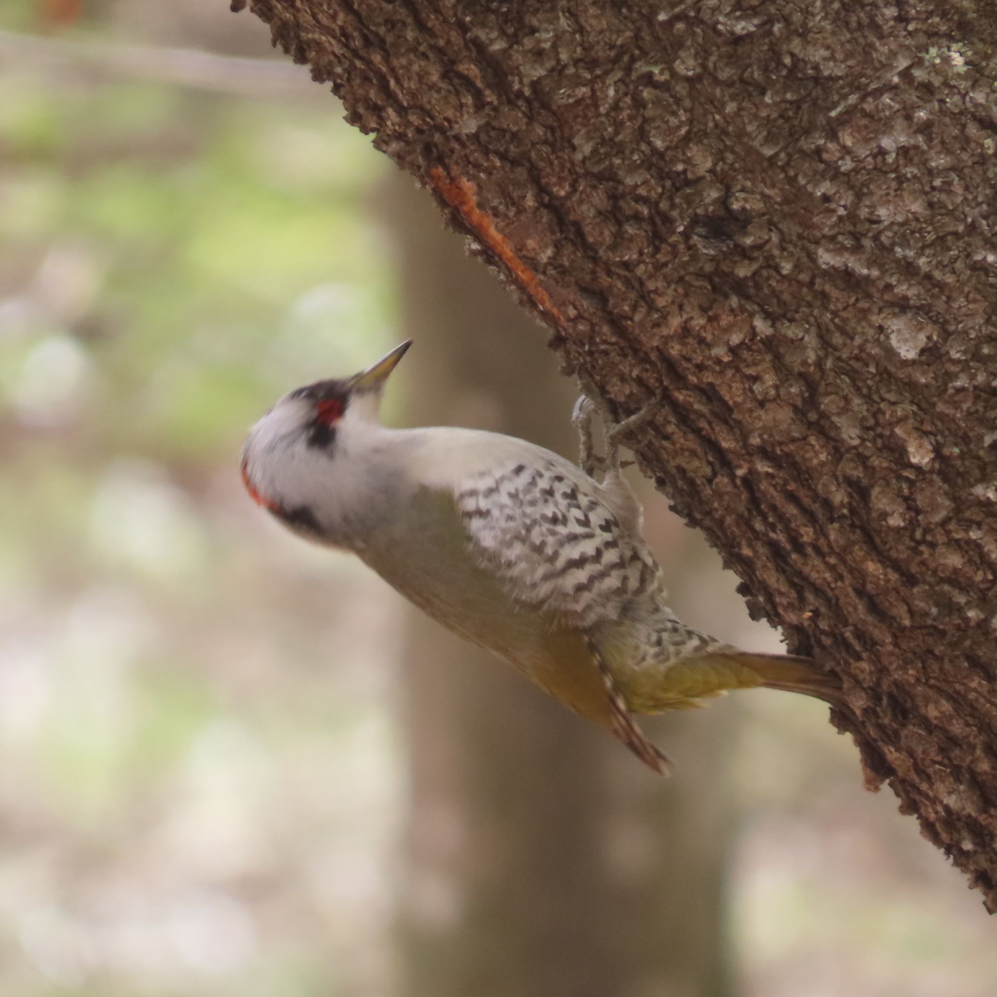 Photo of Japanese Green Woodpecker at 滝沢森林公園 by hayabusa