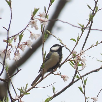 シジュウカラ 滝沢森林公園 2024年4月18日(木)