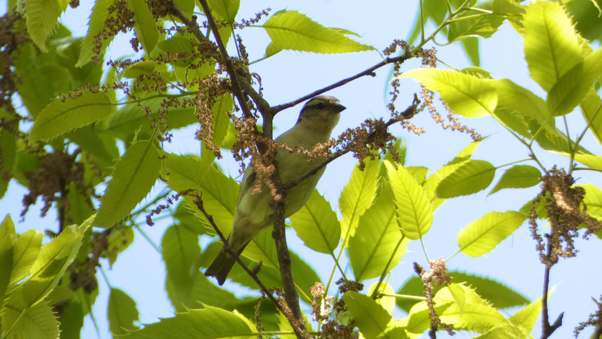 Russet Sparrow