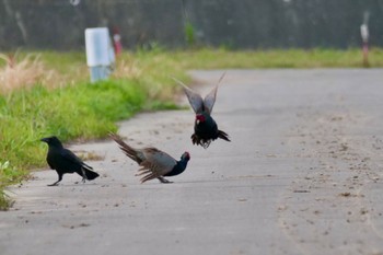 Green Pheasant 知多市 Sat, 4/13/2024