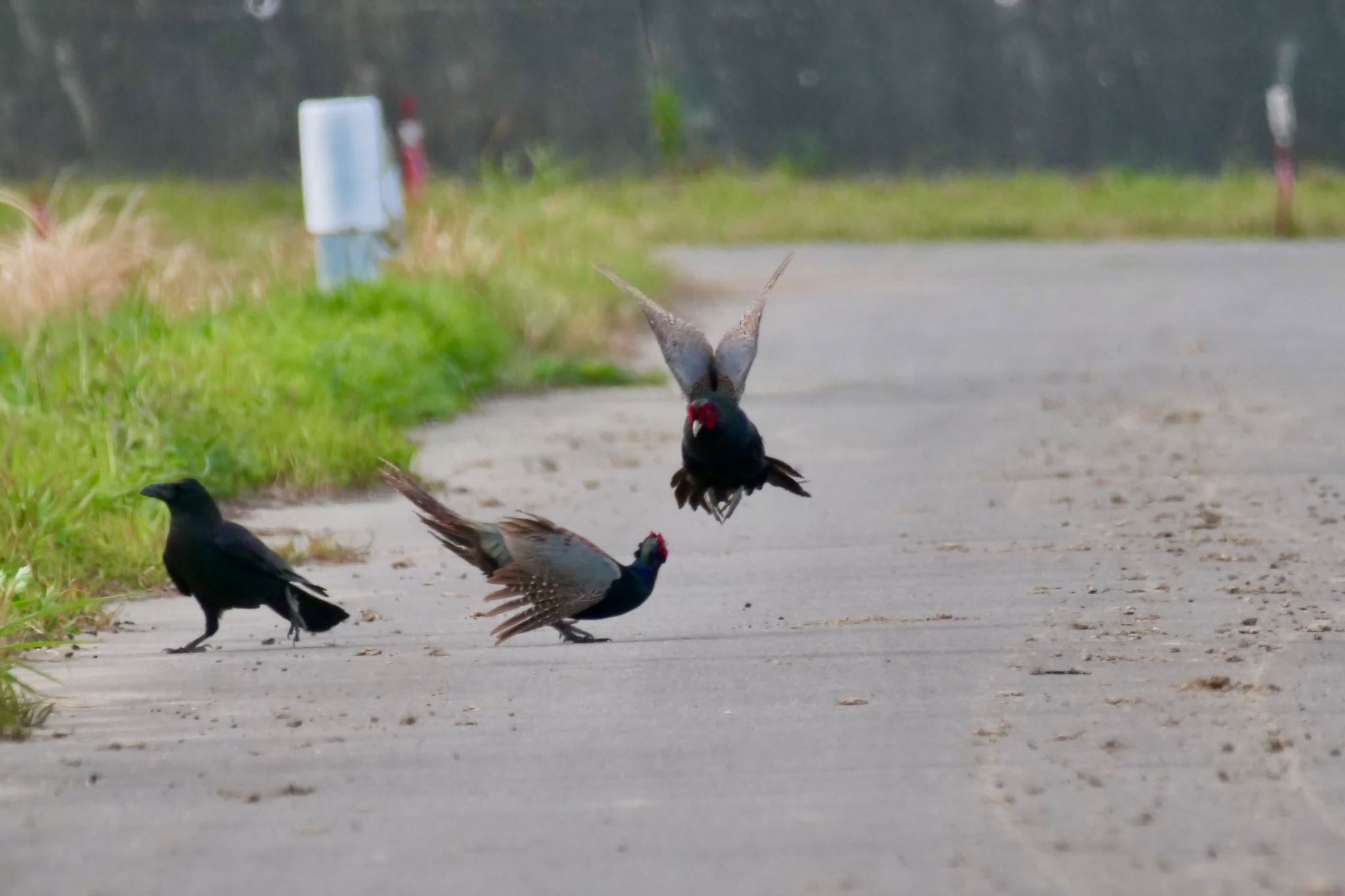 Photo of Green Pheasant at 知多市 by sana