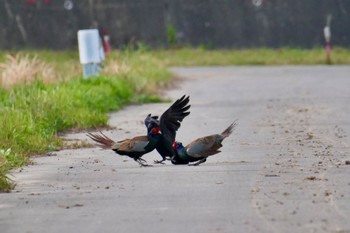 Green Pheasant 知多市 Sat, 4/13/2024