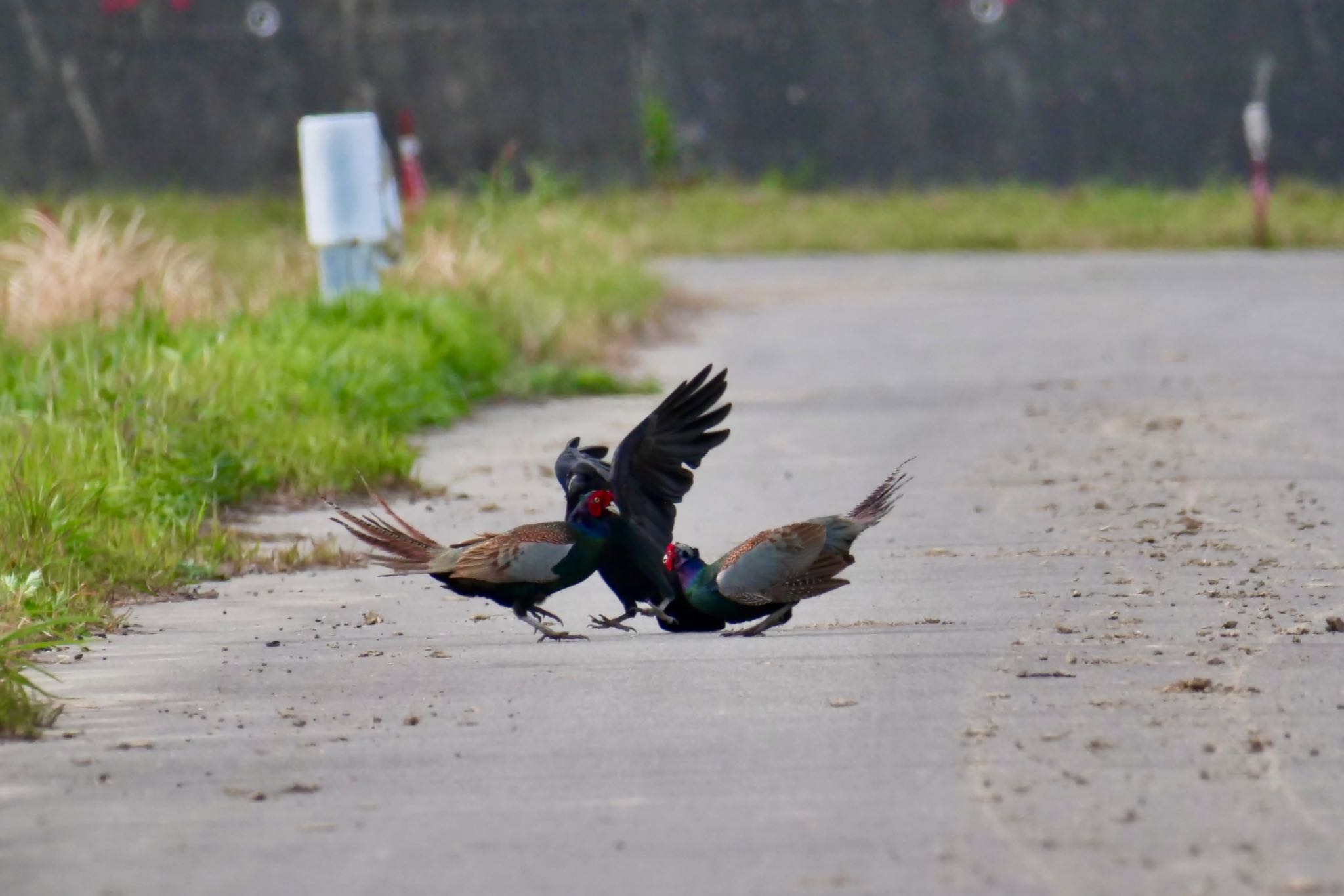 Photo of Green Pheasant at 知多市 by sana