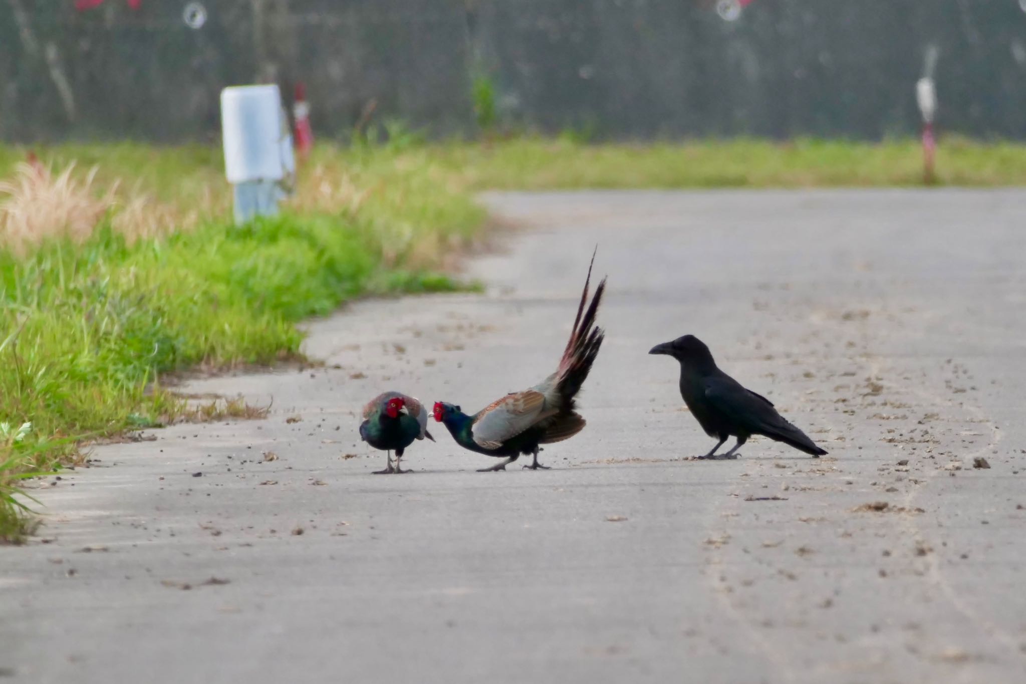 Photo of Green Pheasant at 知多市 by sana