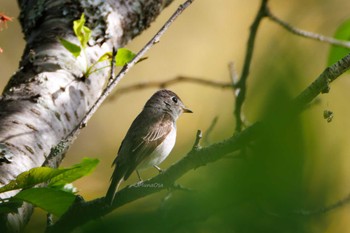 Asian Brown Flycatcher 福岡県 Fri, 4/19/2024