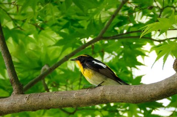 Narcissus Flycatcher 福岡県 Fri, 4/19/2024