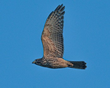 Grey-faced Buzzard 金御岳 Mon, 10/16/2023