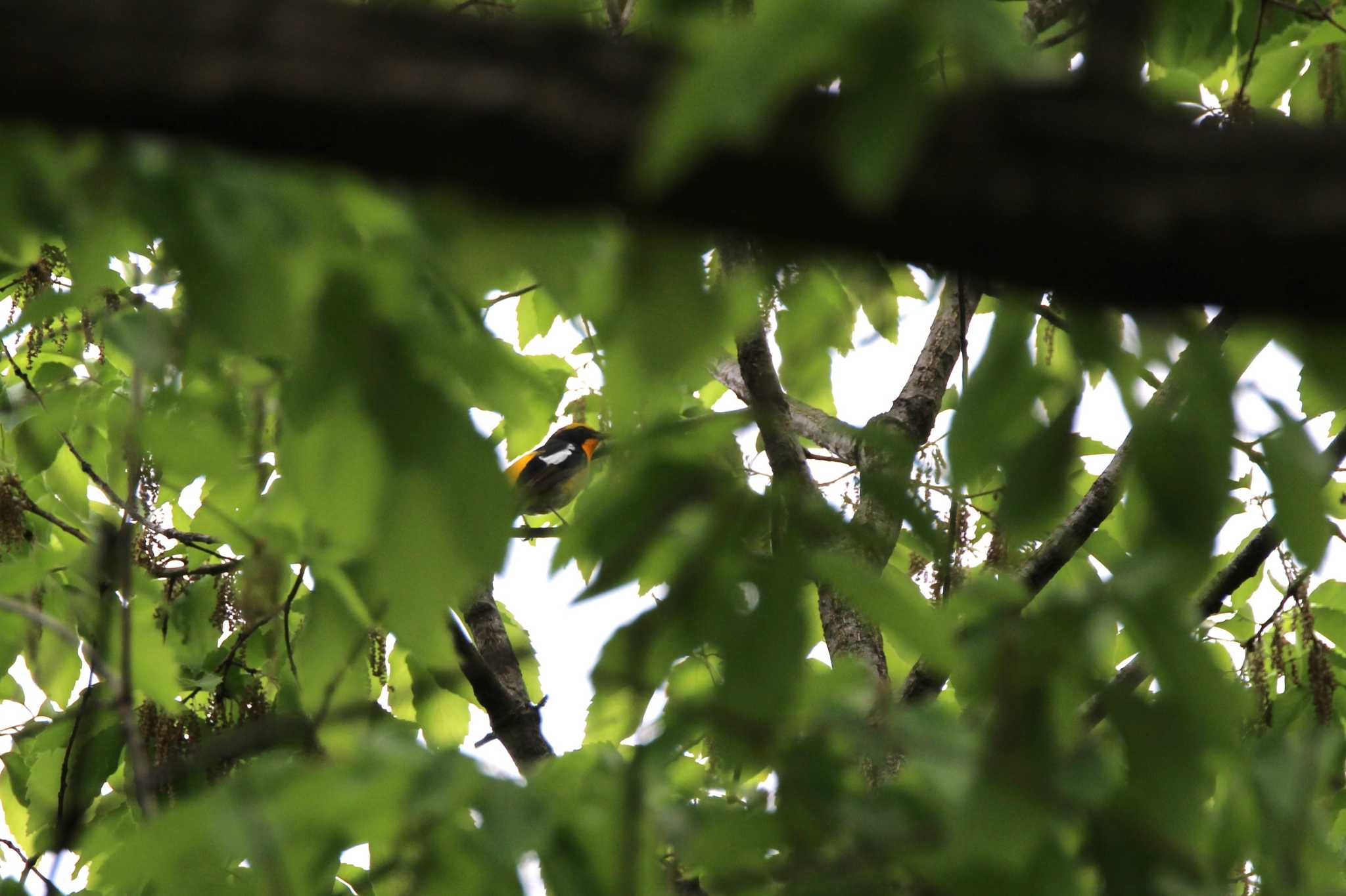 Photo of Narcissus Flycatcher at 山田池公園 by Ryoji-ji