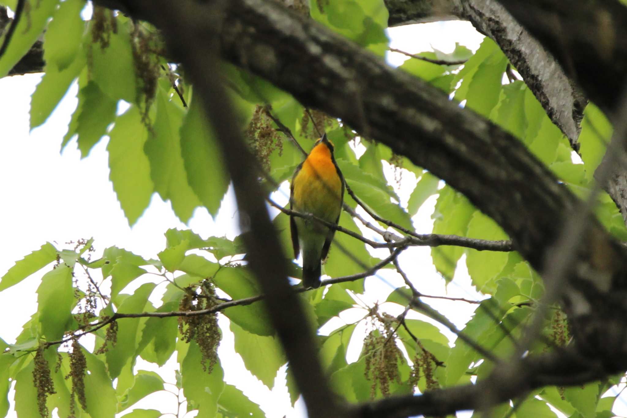 Photo of Narcissus Flycatcher at 山田池公園 by Ryoji-ji