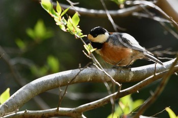 Varied Tit Unknown Spots Tue, 4/16/2024