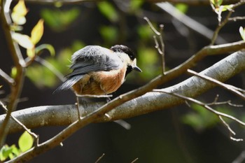 Varied Tit Hayatogawa Forest Road Tue, 4/16/2024