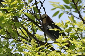 Chestnut-cheeked Starling 馬込川みずべの公園 Fri, 4/19/2024