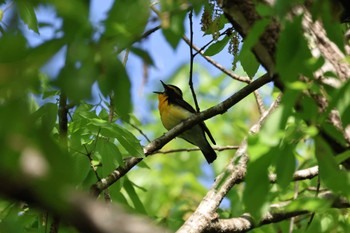 Narcissus Flycatcher 静岡県立森林公園 Fri, 4/19/2024