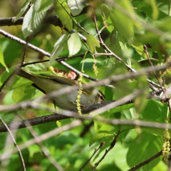 Eastern Crowned Warbler 静岡県立森林公園 Unknown Date