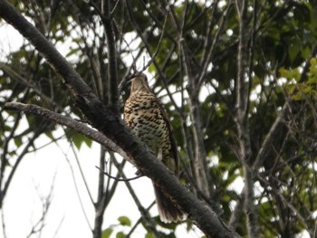 Amami Thrush Amami Island(General) Wed, 4/17/2024