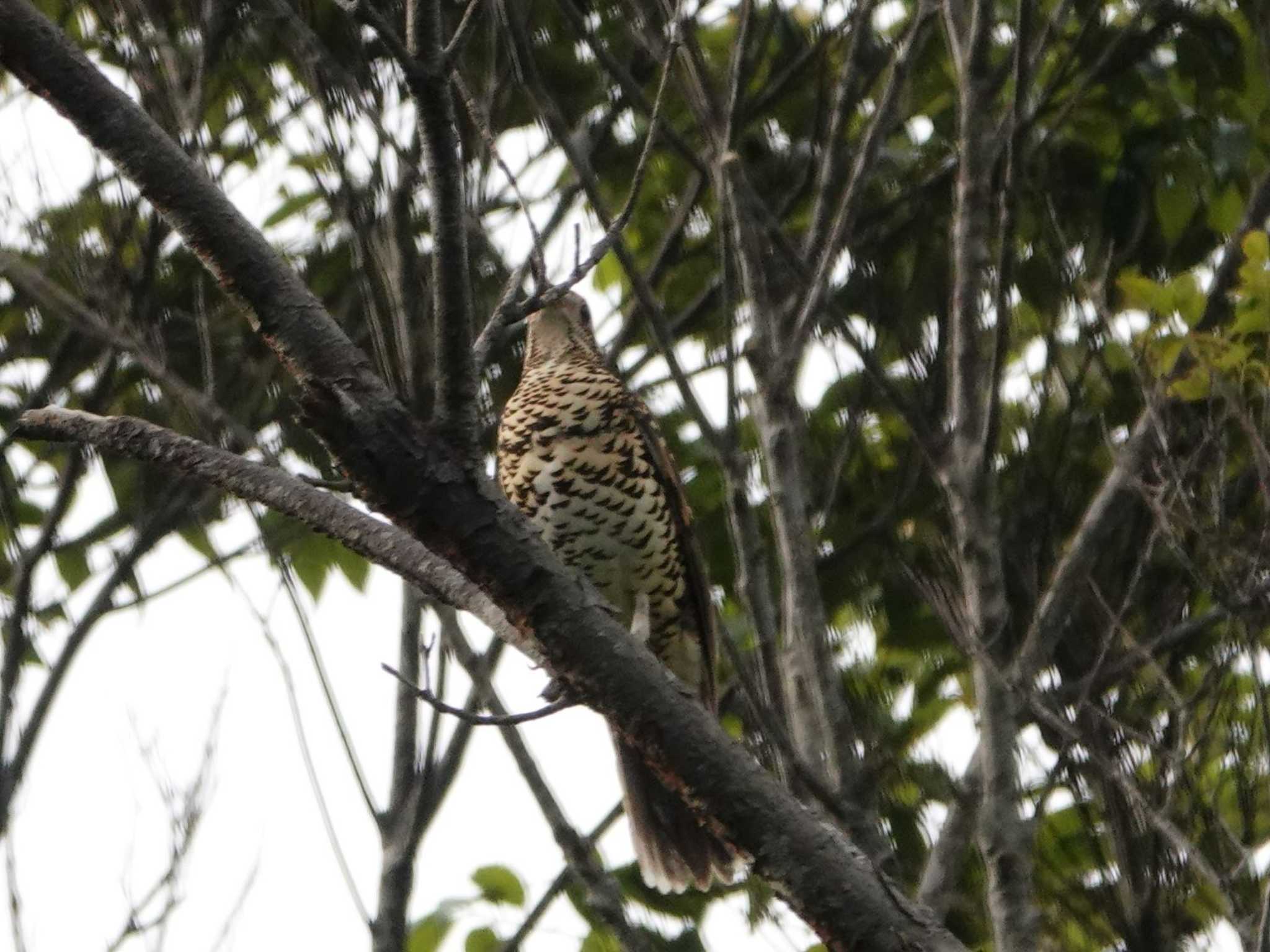 Amami Thrush