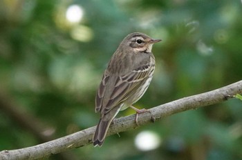 Olive-backed Pipit 祖父江ワイルドネイチャー緑地 Fri, 4/19/2024